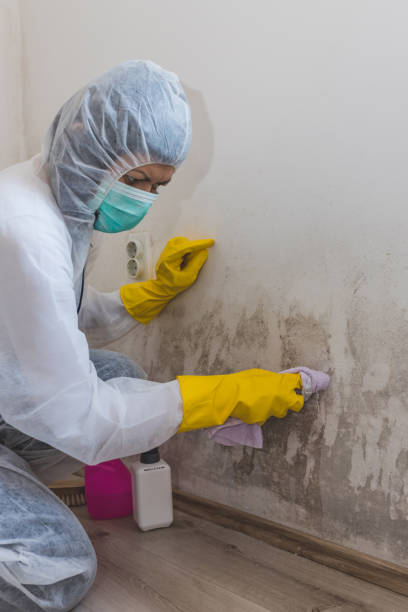 Best Real Estate Mold Inspection  in Cobden, IL