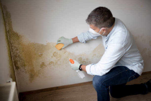 Best Commercial Mold Inspection  in Cobden, IL