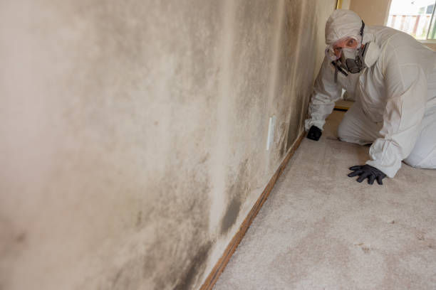 Best Biohazard Mold Removal  in Cobden, IL